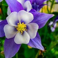 Calabrian Lemon and Lilac Leaves 100% Soy Hand Poured 8oz for wholesale by B+C Candle Co