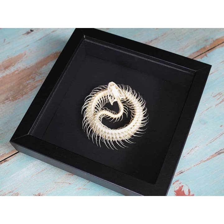Newman Art Designs - Wholesale Decorative Figurine - Coiled Snake Skeleton in a Frame3