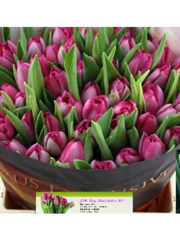 Tulip Double Mumbai 50 stems for wholesale by Florasource