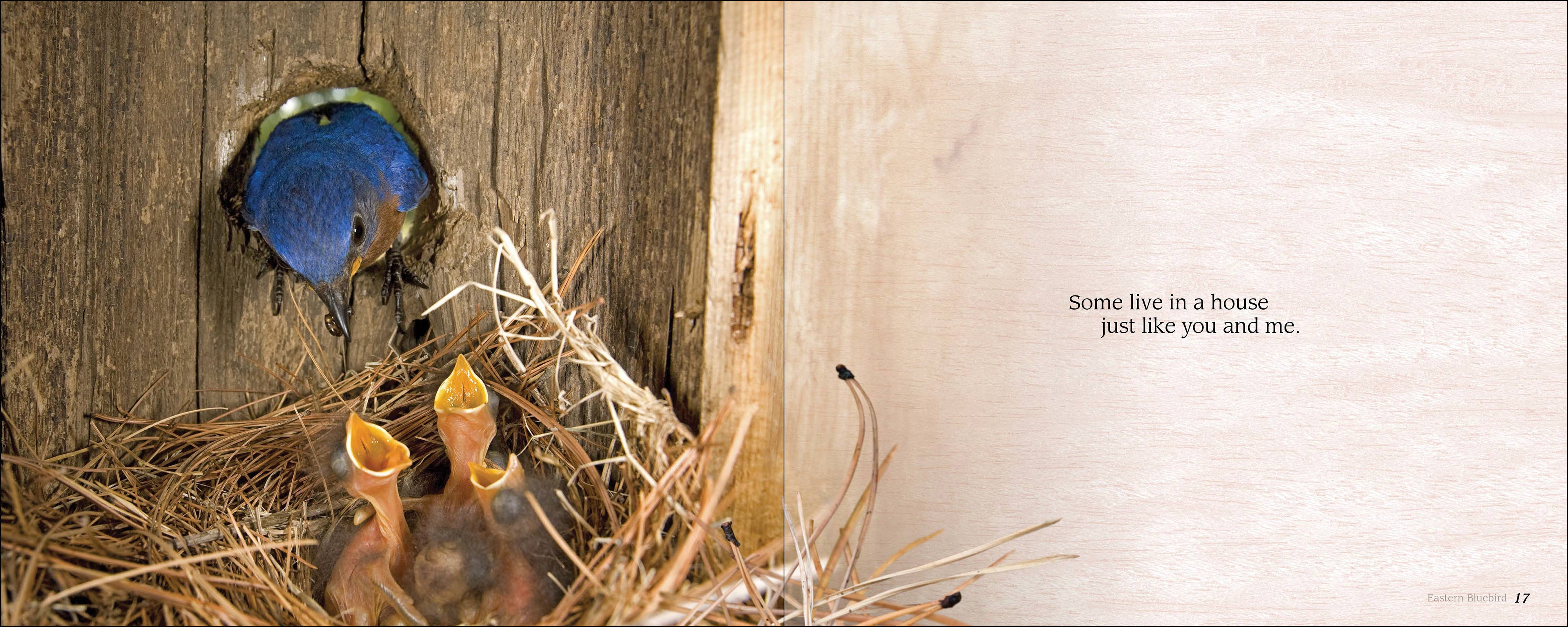 AdventureKEEN - Wholesale Baby & Toddler Book (0-2) - Some Babies Are Wild3