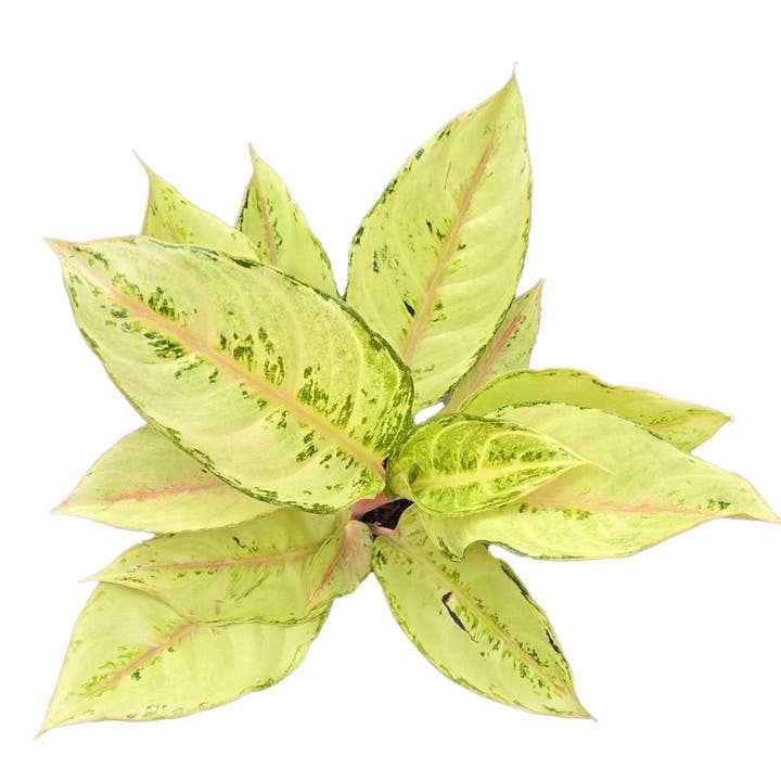 Arcadia Garden Products - Wholesale Live Plant - Aglaonema Lucky 4 inch Grower Pot