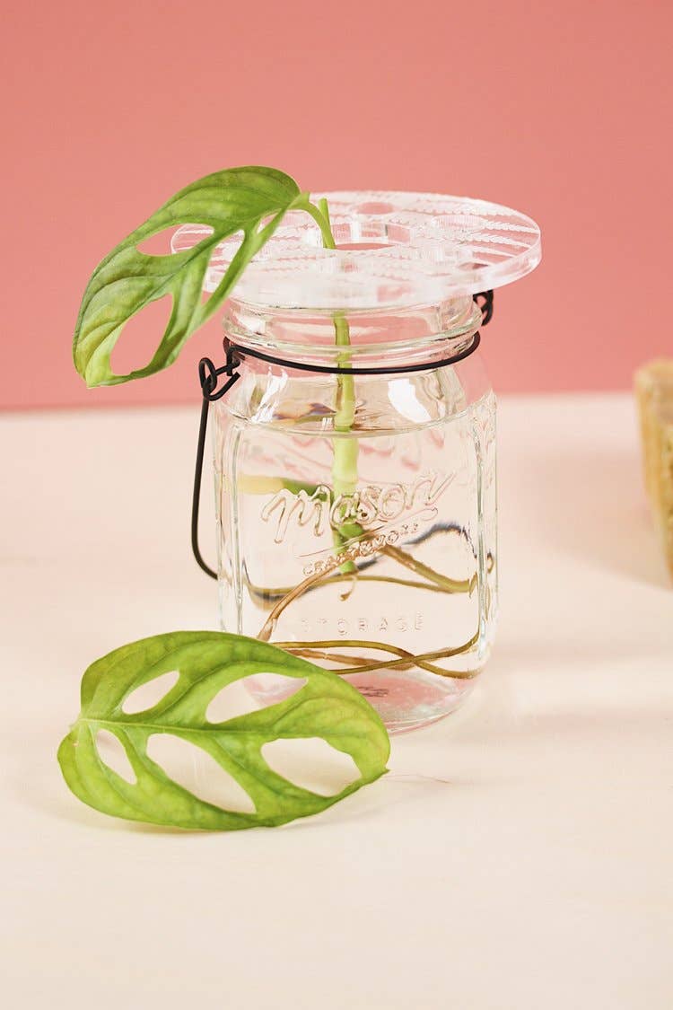 Greenterior - Wholesale Plant Pot - Bobche - Fern3