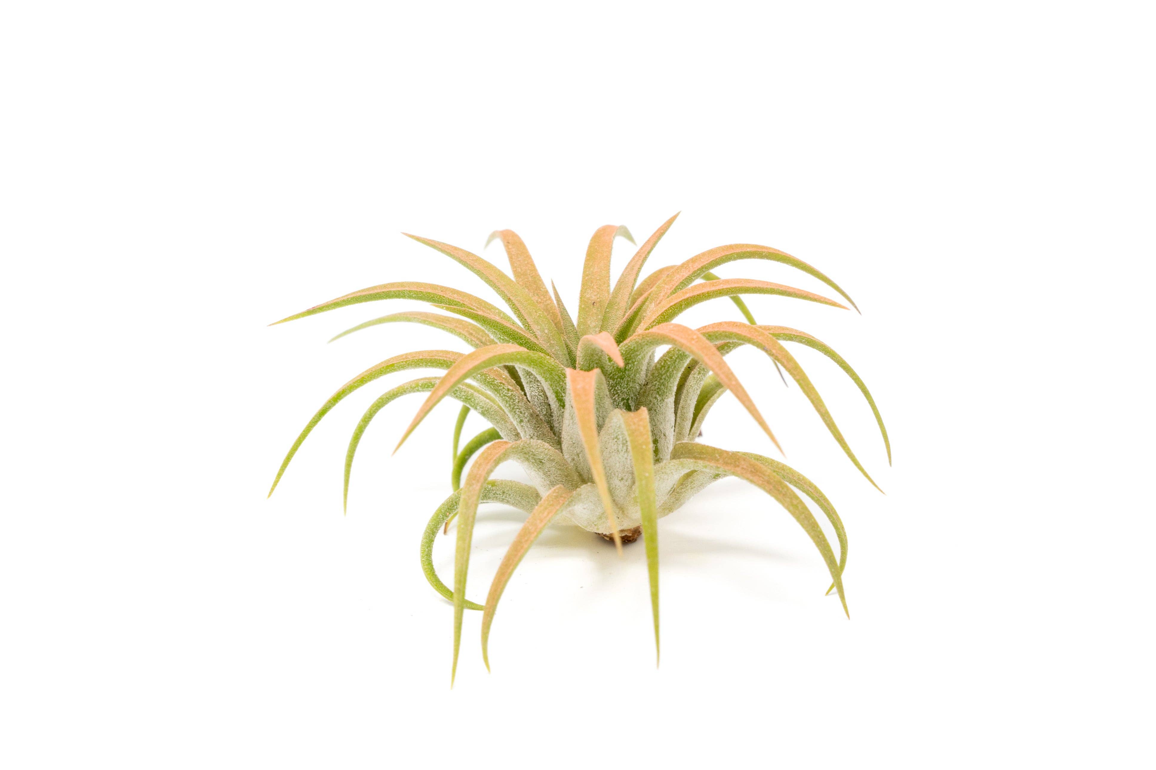 Air Plant Shop - Wholesale Live Plant - Color Enhanced Tillandsia Ionantha Rubra Air Plants13
