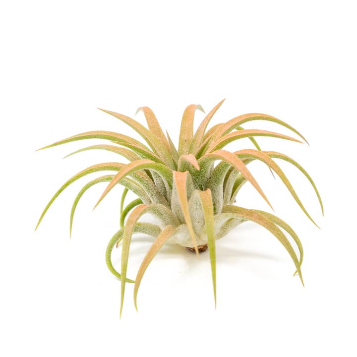 Air Plant Shop - Wholesale Live Plant - Color Enhanced Tillandsia Ionantha Rubra Air Plants13