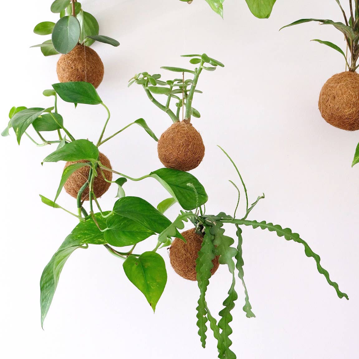 Kokedami Plants – Engroshandel Ægte plante – Kokedama Planteblanding2
