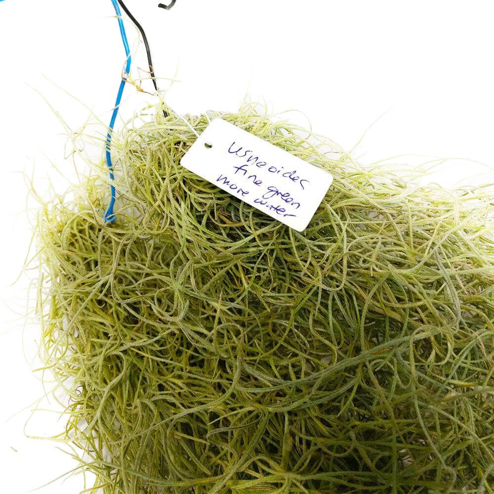 Best Plant Friend - Wholesale Live Plant - Spanish Moss Usneoides Air Plant, Fairy's Hair Live Plant5