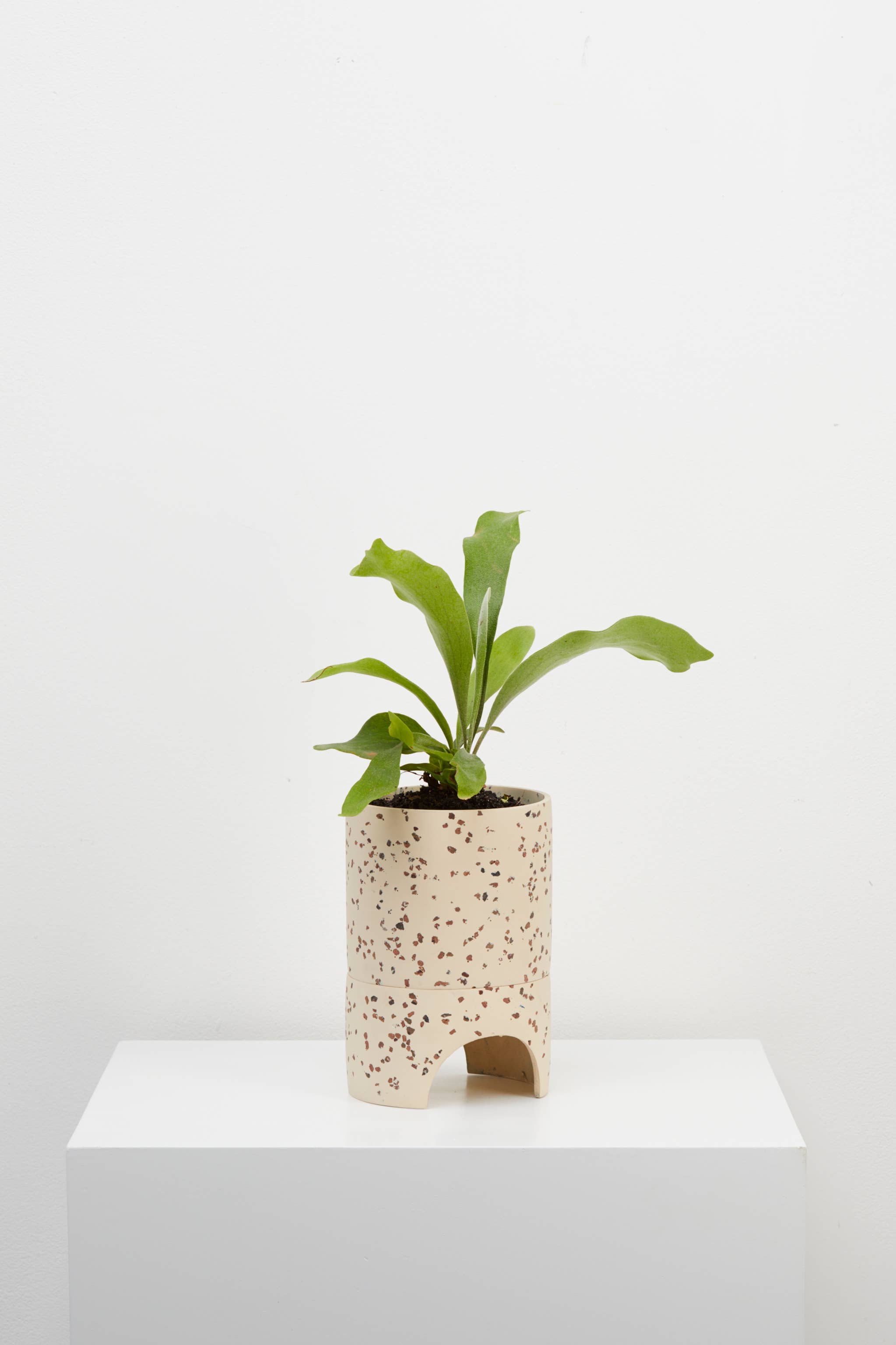 Capra Designs - Venta al por mayor Macetas - Archie Maceta - Terrazo fósil