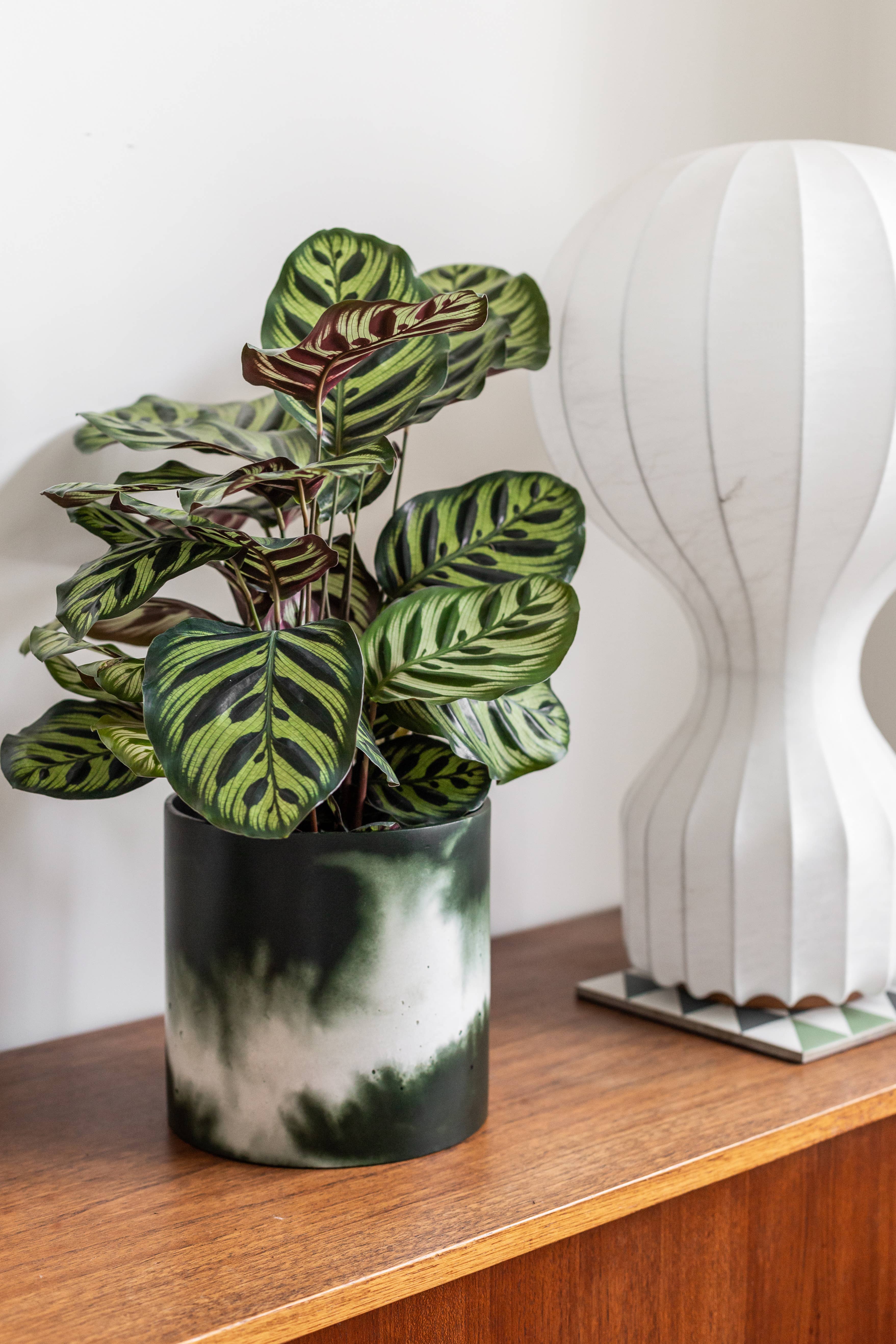 Concrete Jungle - Vente Pot pour plante d'intérieur - Pot de fleurs d'intérieur moulé à la main | Muddy Green & Off-White2