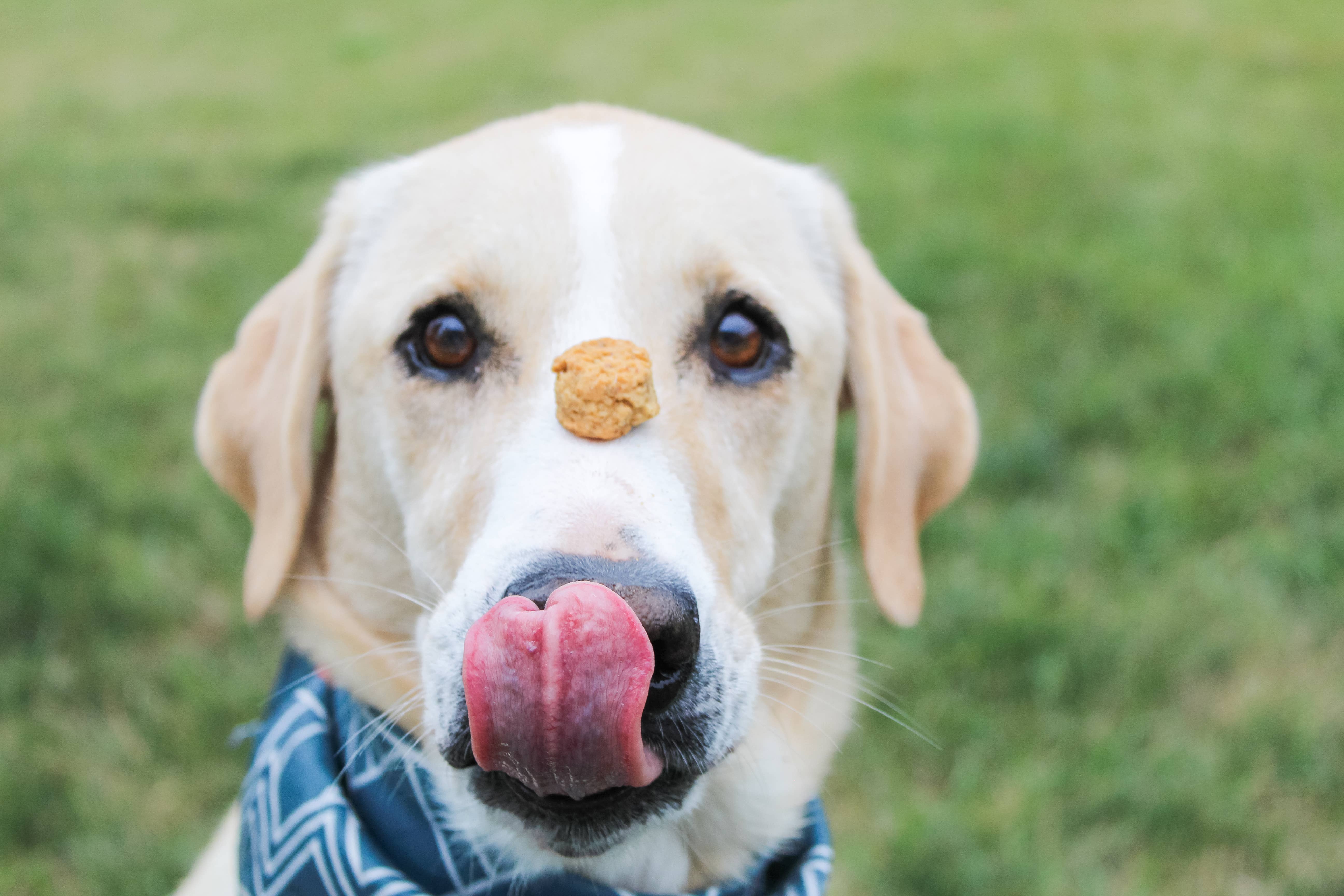 pallaby - Wholesale Pet Treats - Dog - healthy baked dog treats – Natural Honey, Oat, Peanut Butter11