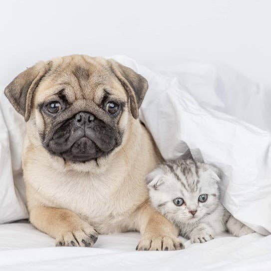 Perfect Pooch Odouraze duftolie for engroshandel hos Fizzy Whiz