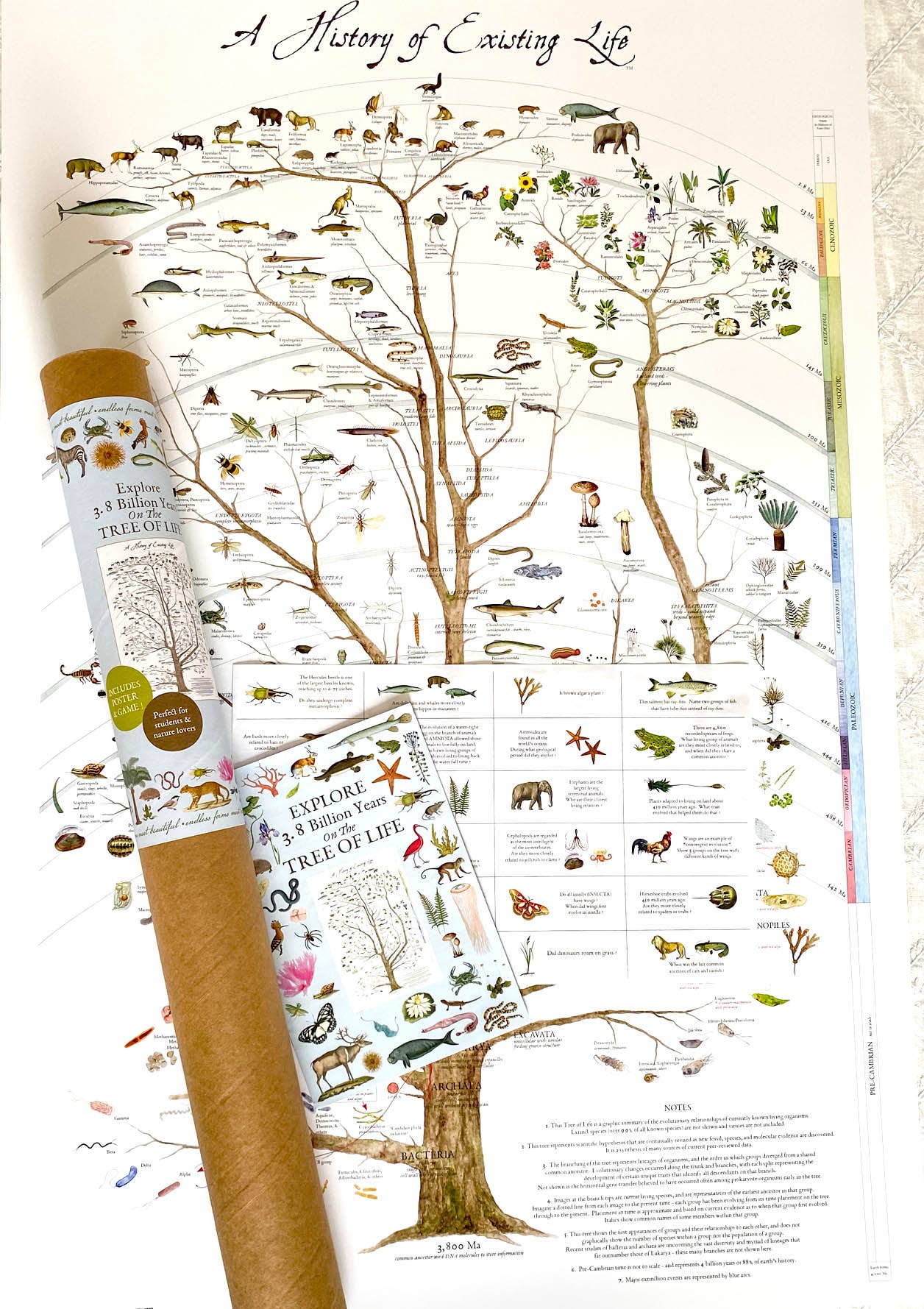 Fairhope Graphics - Wholesale Poster - A History of Existing Life1