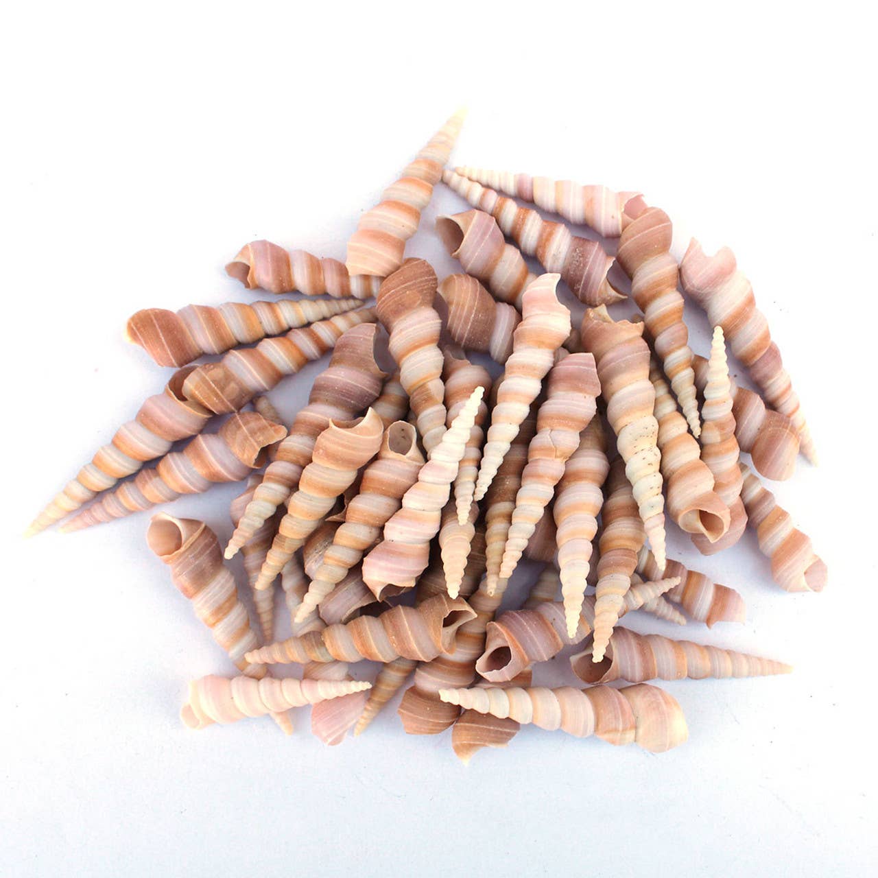 California Seashell Company - Wholesale Decorative Tabletop Object - Purple Terebra Turritella Craft Seashells1