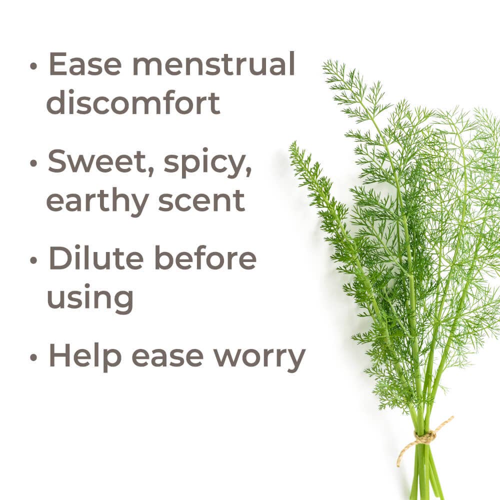 Plant Therapy - Wholesale Essential Oil - Sweet Fennel Essential Oil 10 mL7