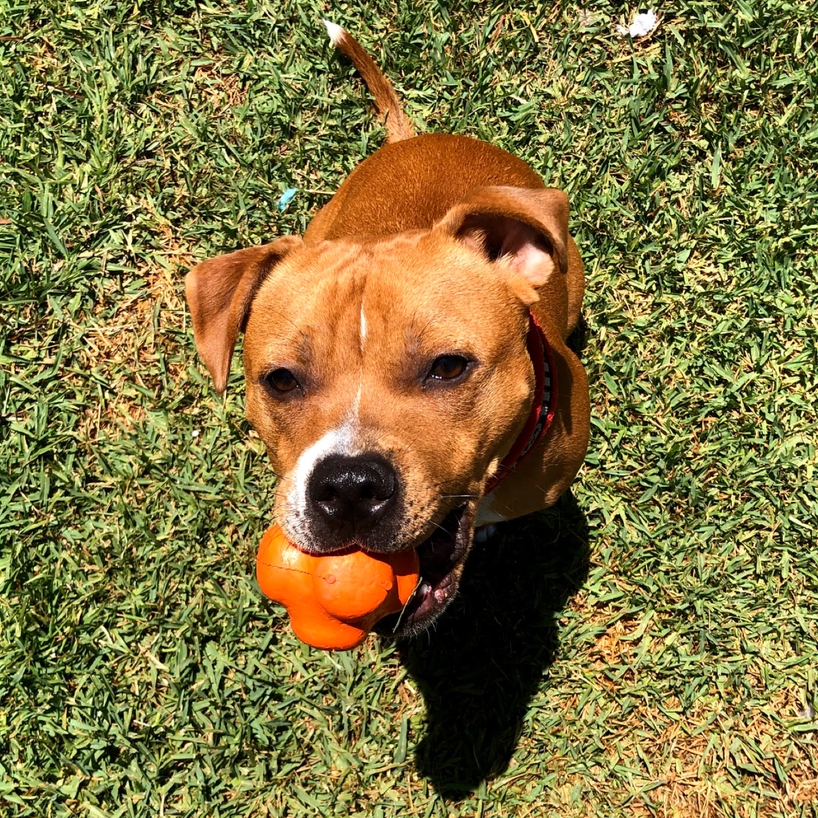 Rover Pet Products - Wholesale Pet Chew Toy - Dog - Crazy Bounce (Power Chewers)9