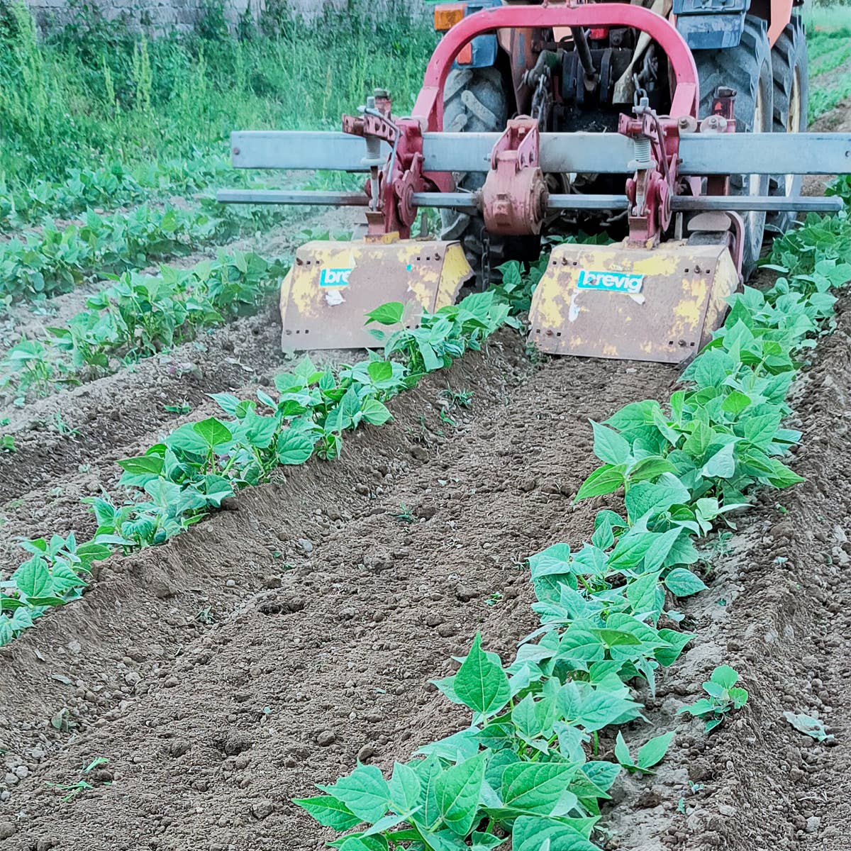 A.G.R. s.r.l. – wholesale Beans – ORGANIC Black Beans 300g. [EU only]5