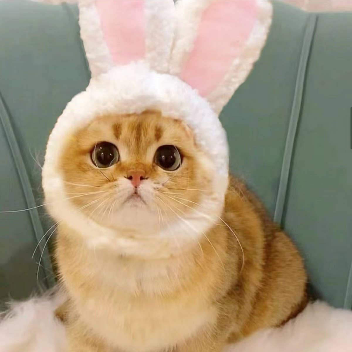 PAWPAWwholesale - Wholesale Pet Hat - Dog - Cute Panda Bear Hat for Cats and Small Dogs_CWAH36953