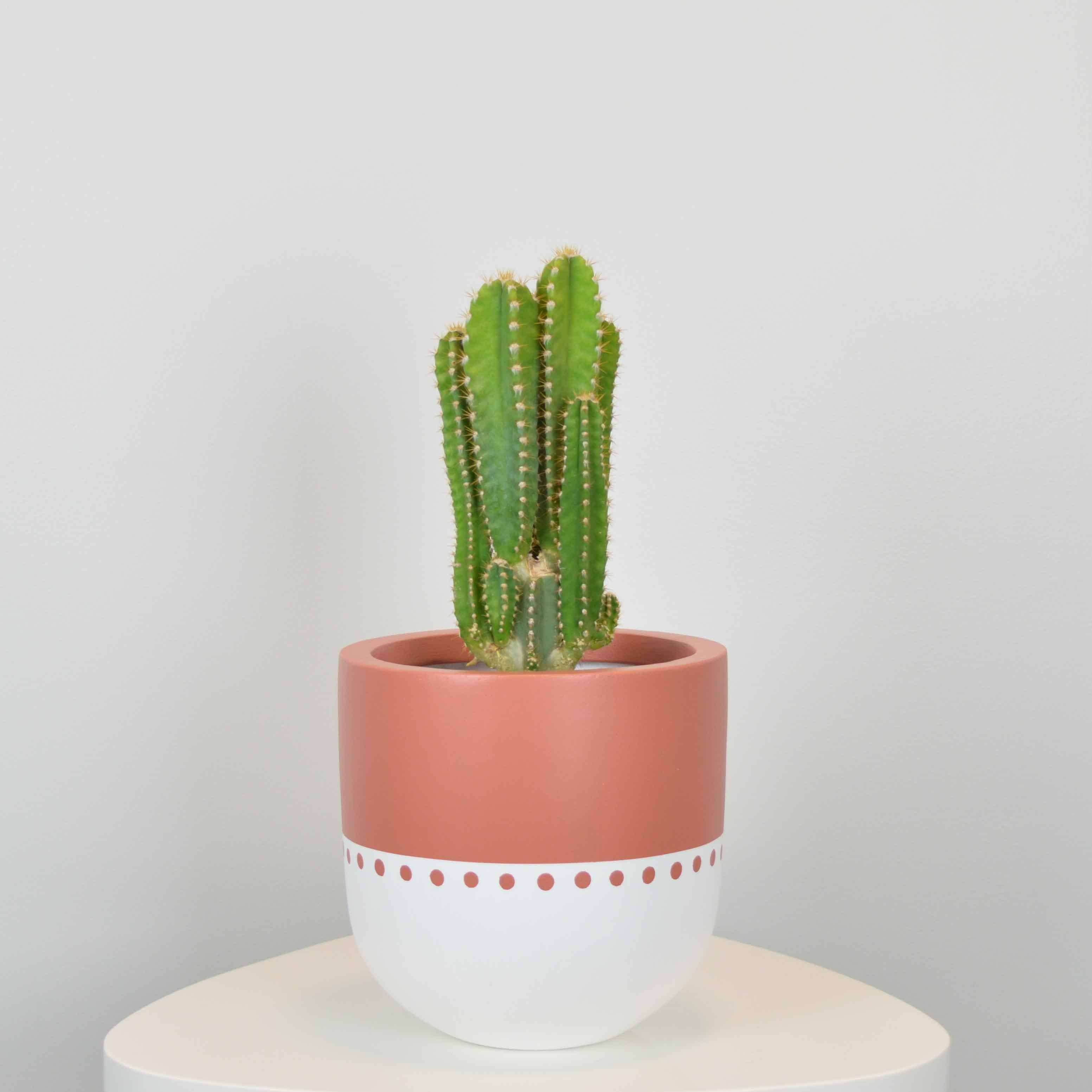 Common House Studio - Vente Pot - POT BOHO | JARDINIÈRE9