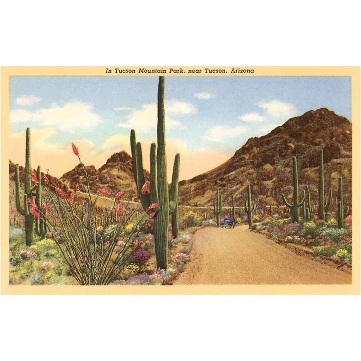 Found Image Press - Wholesale Sticker - Sticker AZ-237 Saguaros and Ocotillo, Tucson