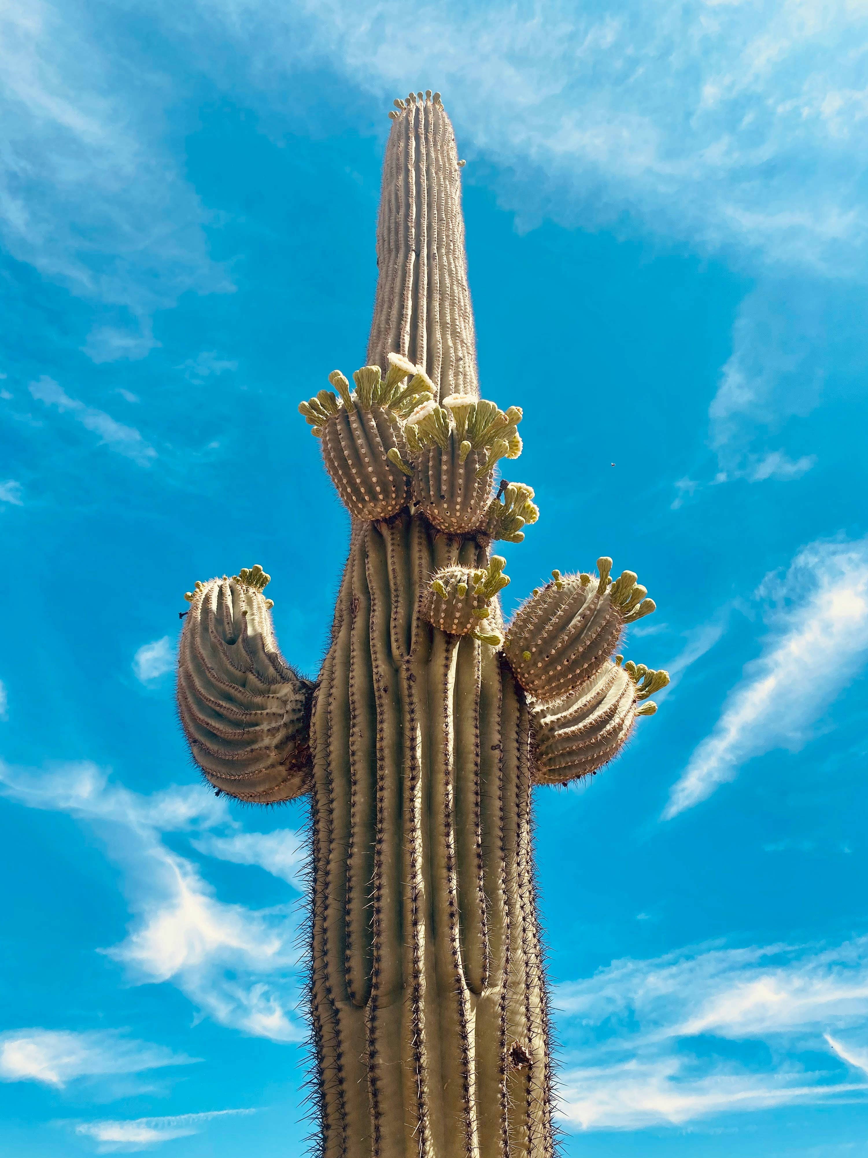 The Jonsteen Company - Wholesale Plant Seeds - Saguaro Cactus | Seed Grow Kit16