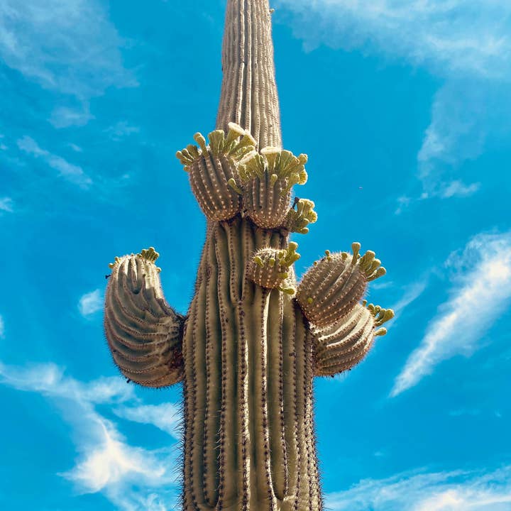 The Jonsteen Company - Wholesale Plant Seeds - Saguaro Cactus | Seed Grow Kit16