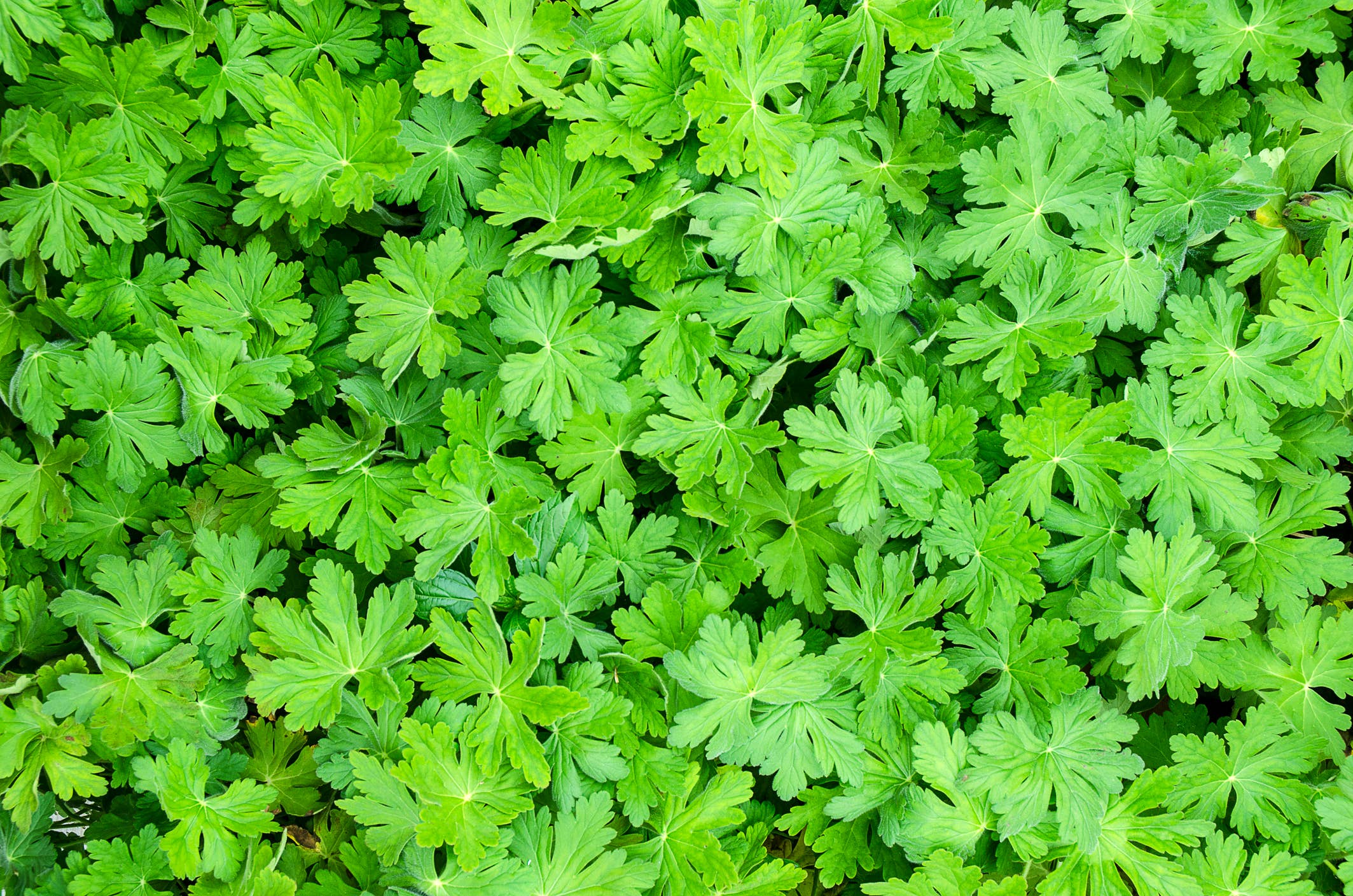 Natural Wholesale - Wholesale Essential Oil - Geranium Essential Oil - 100% Pure | Wholesale Bulk3