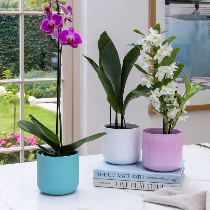 Espositore a pallet 1/4 con fioriera in rilievo a margherita D15cm per la vendita all'ingrosso da parte di Ivyline