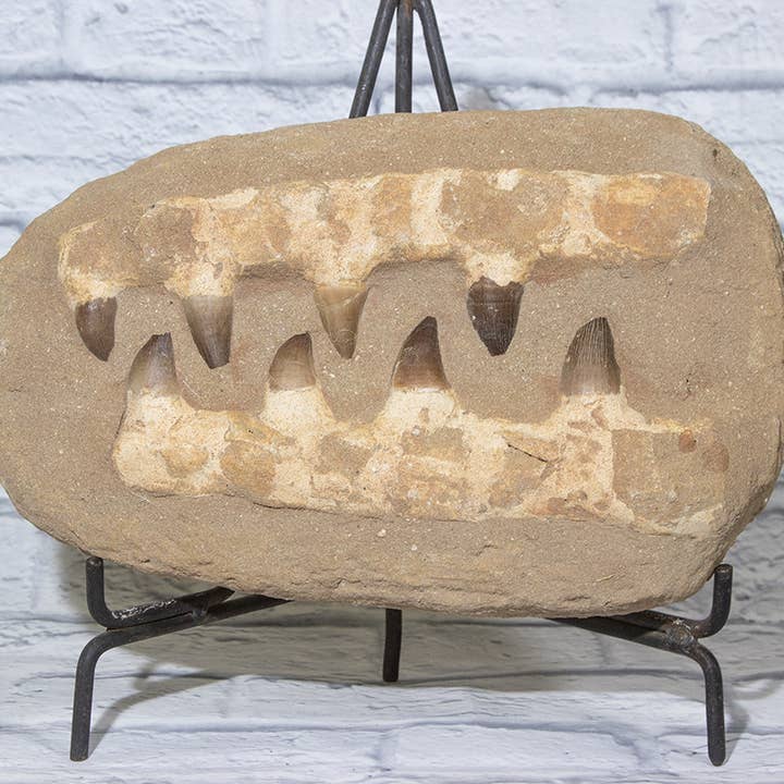 Cold River Mining - Wholesale Decorative Tabletop Object - LARGE MOSASAURS JAW WITH 8 TEETH IN MATRIX3