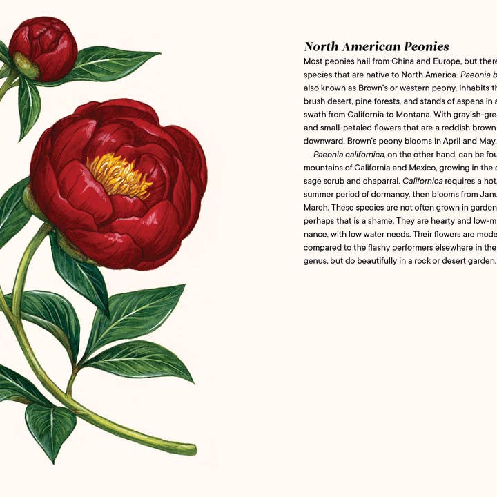 Paige Tate & Co. - Wholesale Book - Adult - A Little Book of Flowers: Peonies