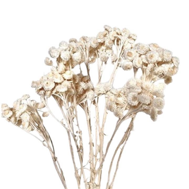 Botanico Ltd. - Wholesale Dried/Pressed Flowers - Helichrysum Immortelle