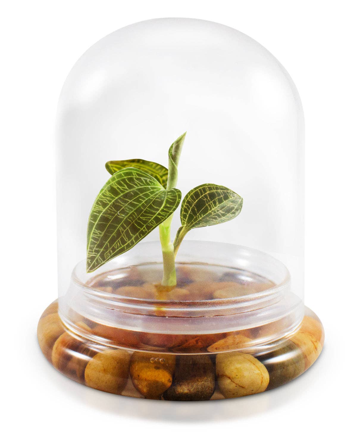 bloomify – Planta viva por atacado – Jewel Orchid Terrarium, Macodes Petola, Grande Presente Único, Garantia de Crescimento 100%1