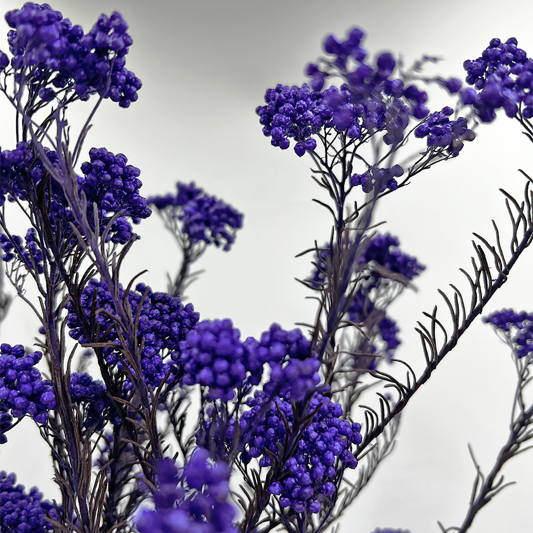 2626 Designs – Engroshandel Tørrede/pressede blomster – Konserveret hirse og risblomst - Immortelle og Ozothamnus blomster11