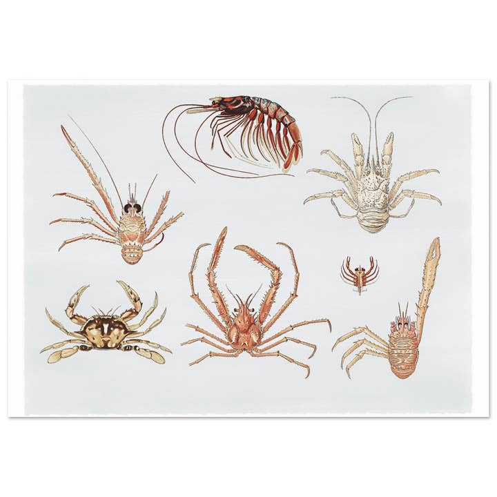 Vida marina para venta al por mayor de Maison de Paloma