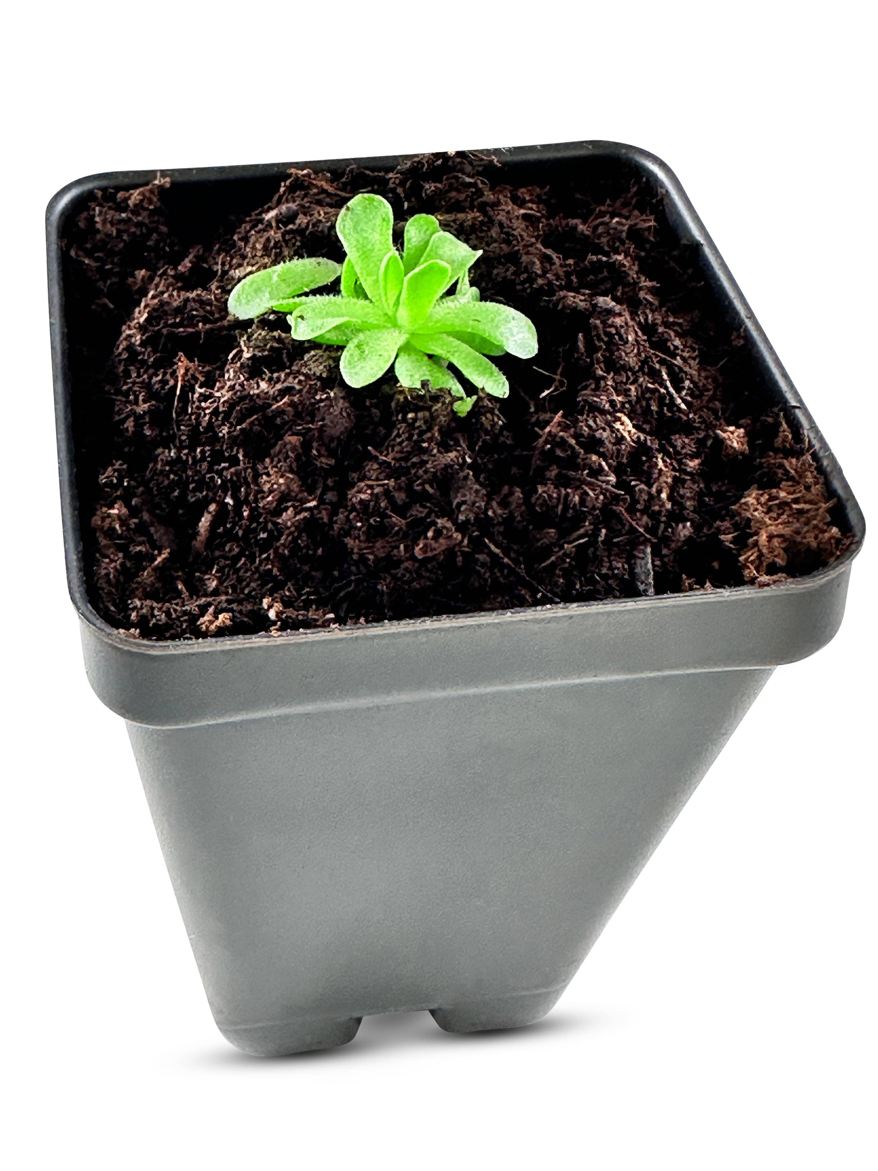 bloomify - Vente Plante - Pinguicula esseriana - Grassette mexicaine : une plante carnivore unique pour les passionnés3