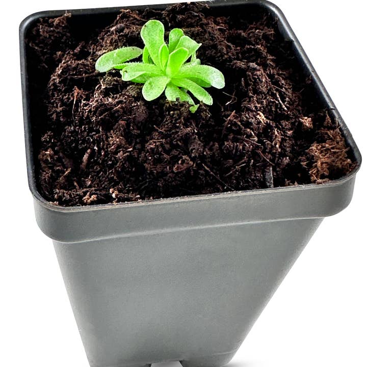 bloomify - Wholesale Live Plant - Pinguicula esseriana - Mexican Butterwort: A Unique Carnivorous Plant for Enthusiasts3