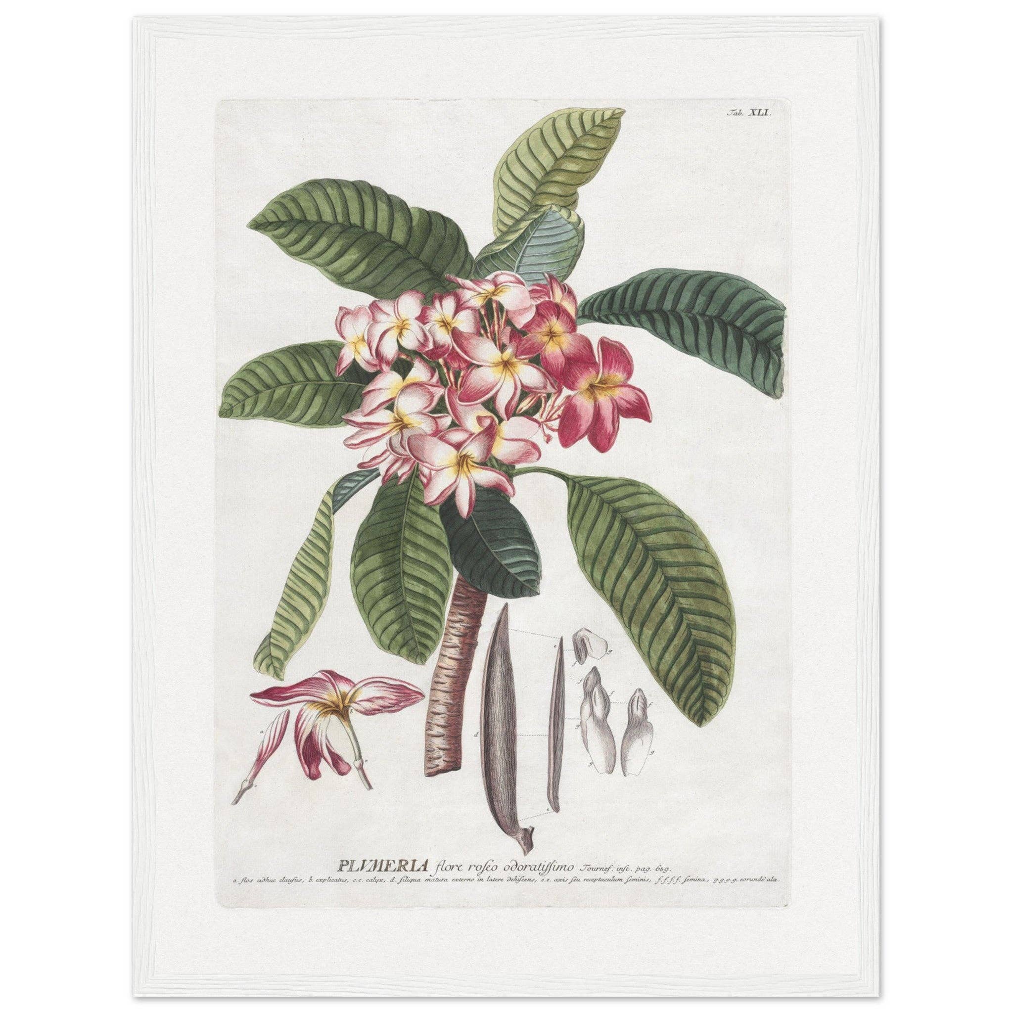 Maison de Paloma - Vendita all'ingrosso Stampa artistica - Plumeria4