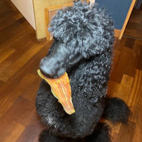 LE COCON DE CESAR - Vente Friandises – chien - Filet de saumon sauvage