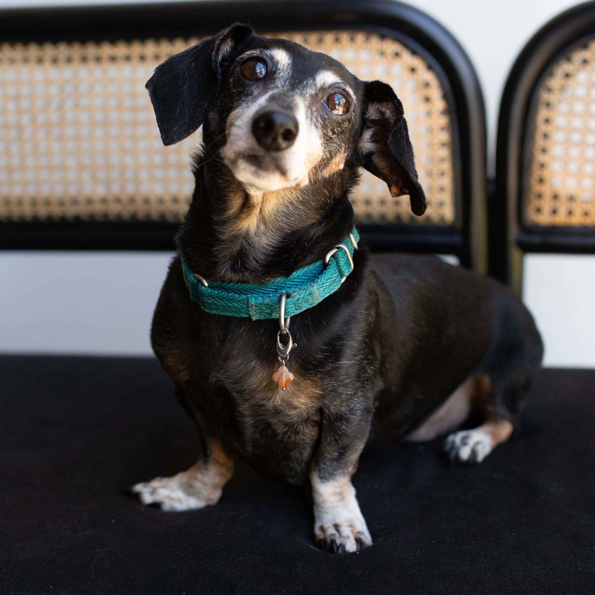 SoulKu - Wholesale Pet Collar Charm - Cat/Dog - Carnelian Pet Charm for Happiness2