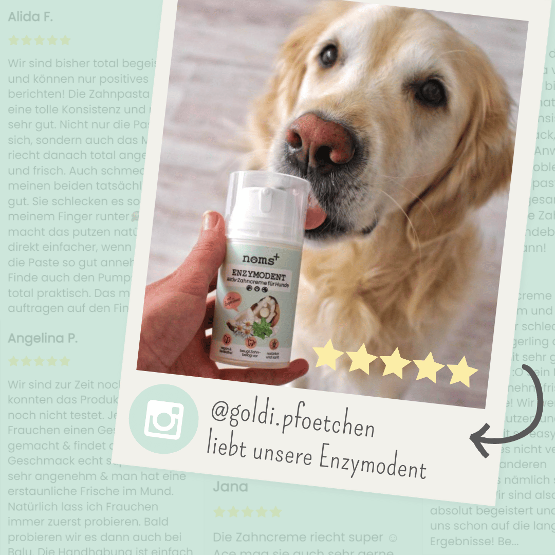 Noms+ – wholesale Tandkräm för husdjur - Hund – Enzymodent: enzymatisk tandkräm för hundar med naturlig vård- och förebyggande formula7