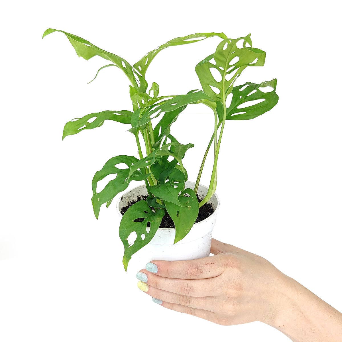 Best Plant Friend - Wholesale Live Plant - Monstera Adansonii 'Swiss Cheese' - Live Plant - 4/6 inch4