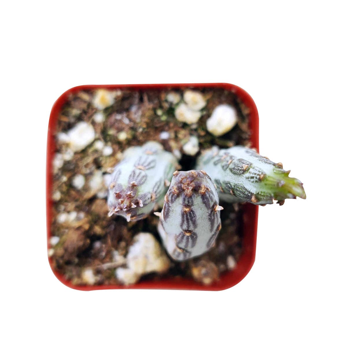 Best Plant Friend - Wholesale Succulent - RARE Pickle Plant Senecio stapeliiformis 2/4" Succulent2