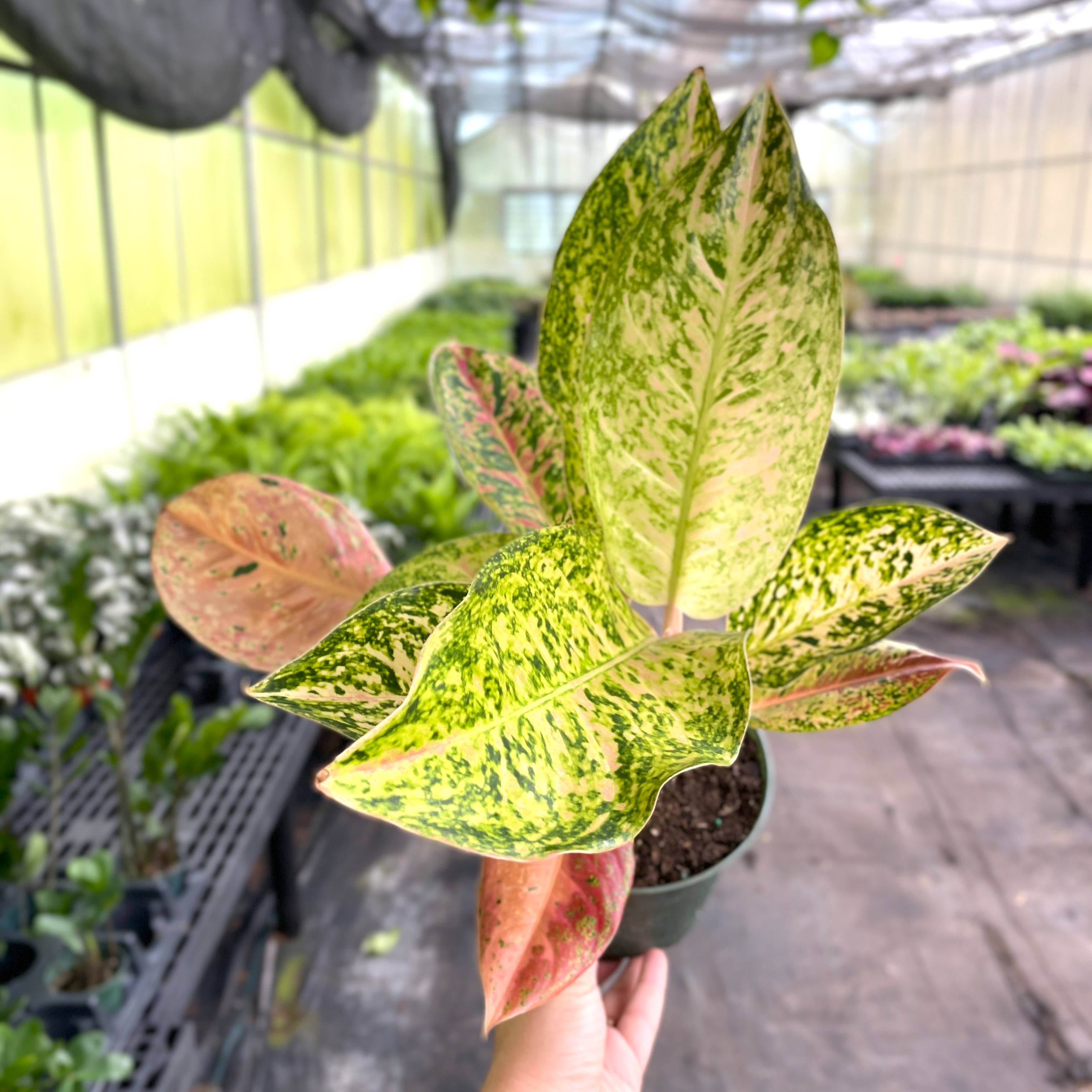 Thorsen's Greenhouse - Vente Plante - Aglaonema Dizzy Diamond - Plante vivante de 6 pouces0