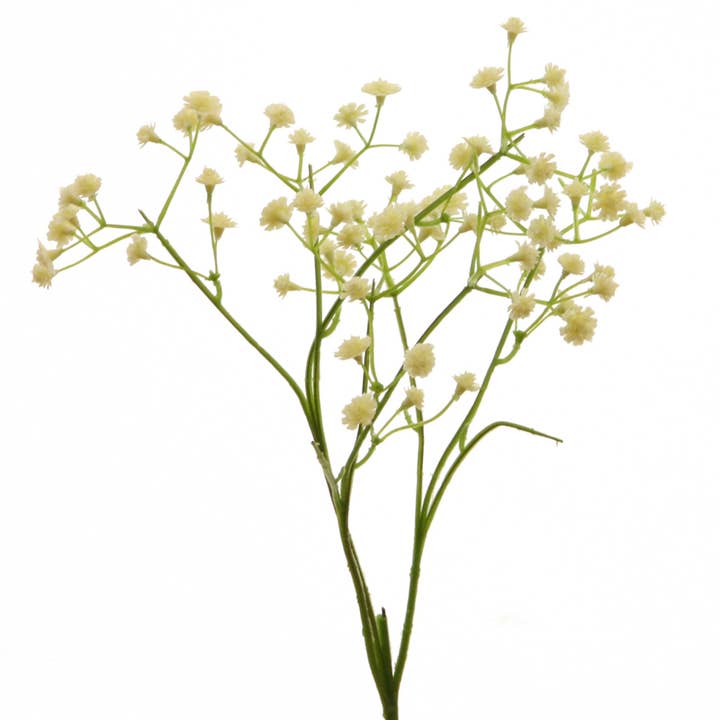 Gypsophilia 50 cm cream for wholesale by Floratexx