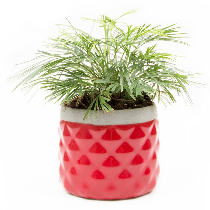 Chive Canada - Wholesale Plant Pot - Pina Flower Pots And Planters Succulent Containers5