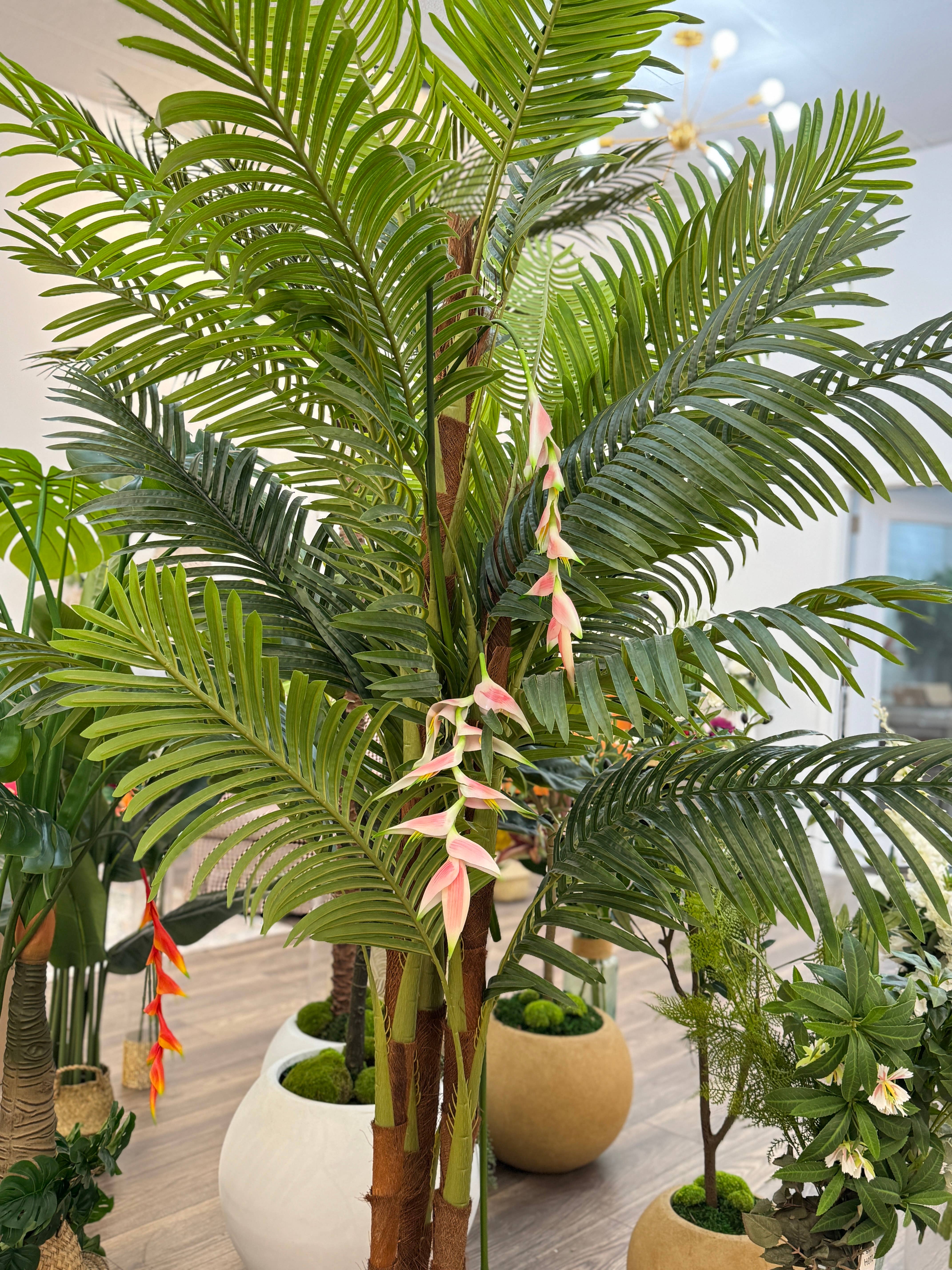 Angel Isabella - Wholesale Live Plant - 10oz or 1lb Bulk Pack-Naturally Preserved Green Moss10