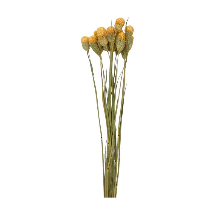 2626 Designs - Wholesale Dried/Pressed Flowers - Dried Gomphrena Globosa, 22-24" long ,16 pcs/bunch16
