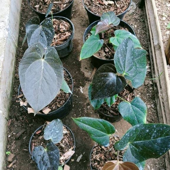 Anthurium "Queen Of Hearts" MD-LG | Rare Houseplant for wholesale by OrchidBox