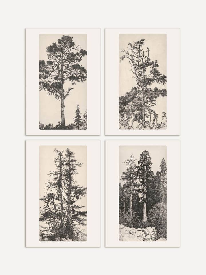 Vintage-Baumstudien - 4er Bilderset für den Großhandel von Modern Antique Prints