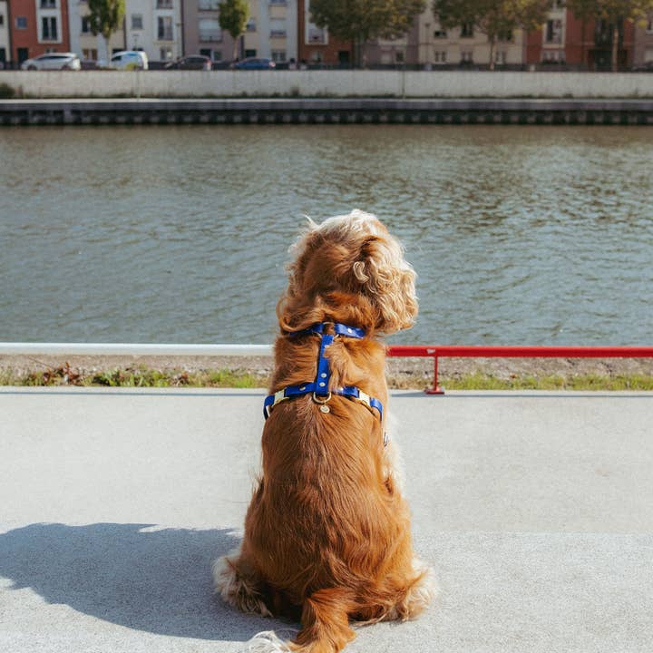 Oscar & co - Wholesale Pet Harness - Dog - Waterproof dog harness - colors of your choice4