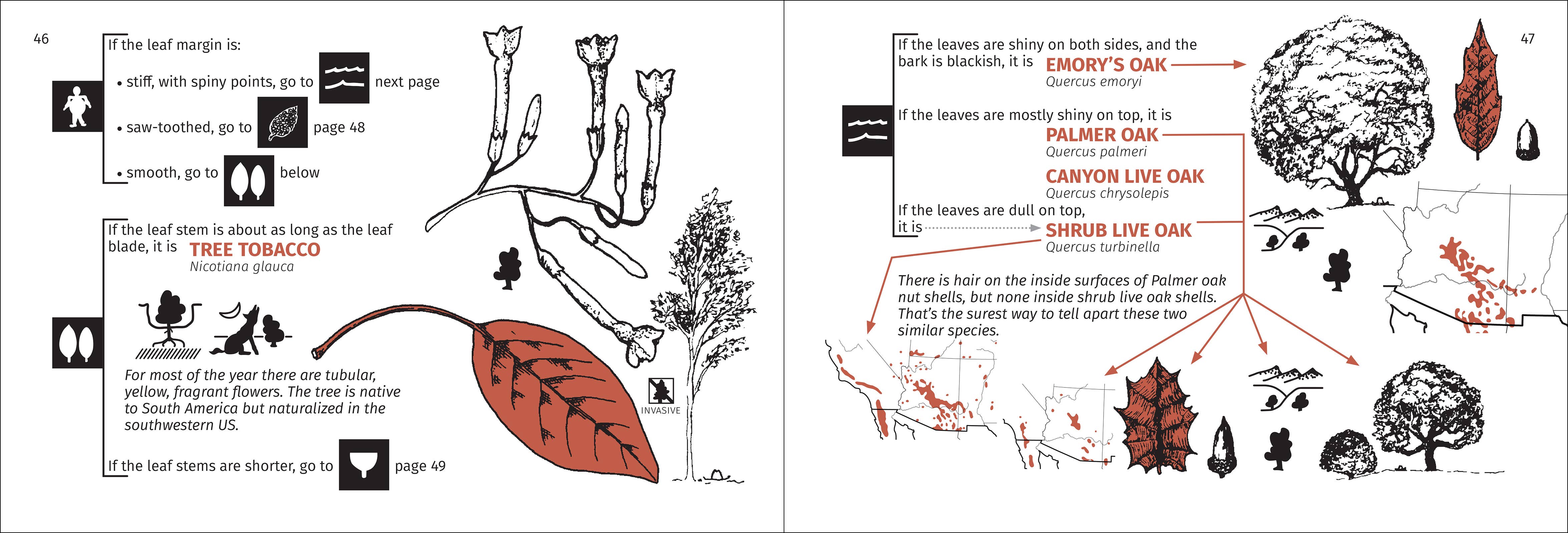 AdventureKEEN - Wholesale Nature & Outdoors - Desert Tree Finder 2e5