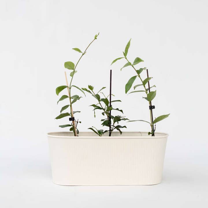 Oasis of Life - Wholesale Live Plant - Star Jasmine – Set of 6 Trachelospermum Jasminoides – Evergreen Climbing Plant with Fragrant Pink Flowers – Mediterranean Scented Jasmine for Garden, Balcony & Terrace – Height 25–40cm – Ø9cm3